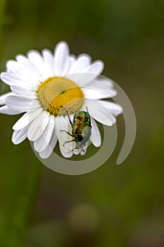 Large green chafer beetle on a white daisy collects nectar pollination