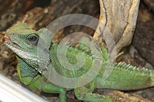 A large green, cold-blooded lizard