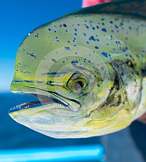 Large green common dolphinfish (Coryphaena hippurus) caught by a person photo