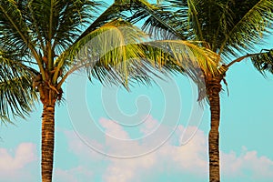 A large green crown of tropical coconut palm trees growing in an exotic resort. Palm with large branches on the beach