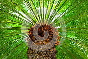 A large green crown of tropical coconut palm trees growing in an exotic resort, view from below. Palm tree with large branches