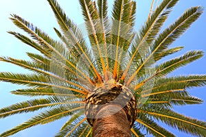 A large green crown of tropical coconut palm trees growing in exotic resort, view from below. Palm tree with large branches,