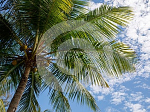 Large green crown of tropical coconut tree in exotic resort, bottom view.