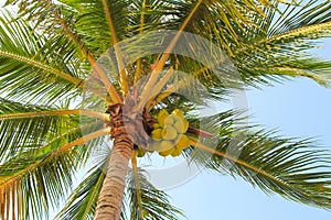 Large green crown of a tropical coconut tree in exotic resort. Palm tree with large coconuts isolated on tropical beach, natural