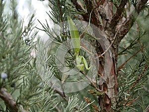 A large green female praying mantis on a branch of fragrant thuja on a summer day. Macrophotography of a large predatory