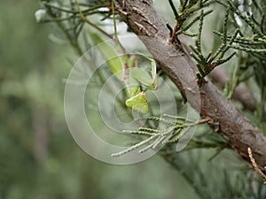 A large green female praying mantis on a branch of fragrant thuja on a summer day. Macrophotography of a large predatory