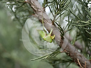 A large green female praying mantis on a branch of fragrant thuja on a summer day. Macrophotography of a large predatory
