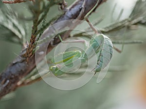 A large green female praying mantis on a branch of fragrant thuja on a summer day. Macrophotography of a large predatory