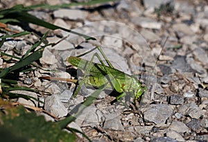 A large green female tailed grasshopper with a long ovipositor sits on a rocky ground against a background of grass.