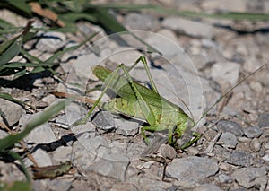 A large green female tailed grasshopper with a long ovipositor sits on a rocky ground against a background of grass.