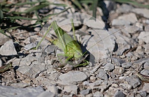 A large green female tailed grasshopper with a long ovipositor sits on a rocky ground against a background of grass.