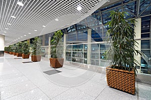 Large green ficus plants in a office interior