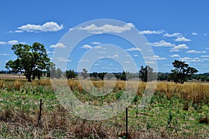 A large green field with trees in the background on a sunny day