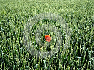 Large green field of unripe barley. A lone red poppy among a green field of barley