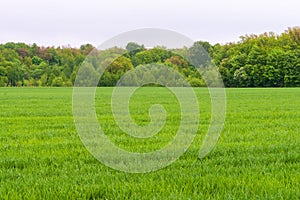 A large green field of winter rye against the background of a spring forest