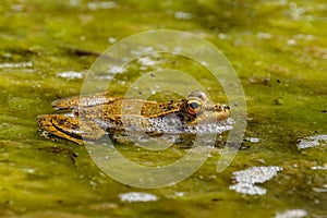 Large green frog in a pond in the water with green plants in Cactualdea Park on Gran Canaria Spain photo