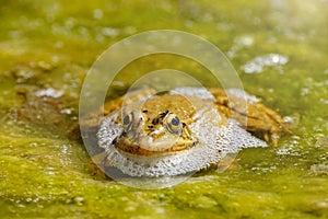 Large green frog in a pond in the water with green plants in Cactualdea Park on Gran Canaria Spain