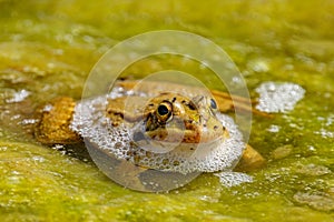 Large green frog in a pond in the water with green plants in Cactualdea Park on Gran Canaria Spain photo