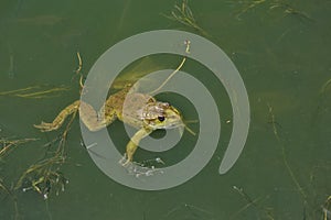 A large green frog swims in the water