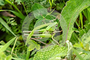 A large green grasshopper hiding in the green grass. Insect close-up