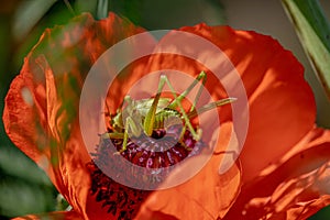 A large green grasshopper locust sits on a bright red poppy flower