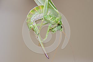 Large green grasshopper or locust with sting or tail.