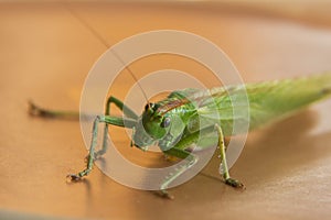 Large green grasshopper or locust with sting or tail.