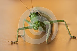 Large green grasshopper or locust with sting or tail.