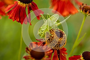 Large green grasshopper on red helenium flowers in the garden