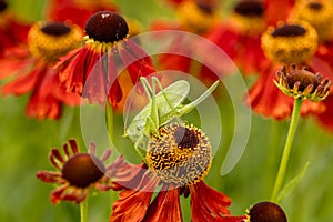 Large green grasshopper on red helenium flowers in the garden