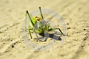 Large green grasshopper on a sandy road, close up