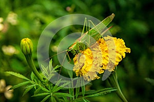 a large green grasshopper sits on a large yellow curly flower