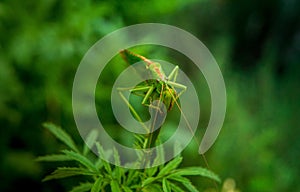 a large green grasshopper sits on an unopened green flower