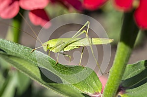 Large green grasshopper sitting on a leaf of a flower