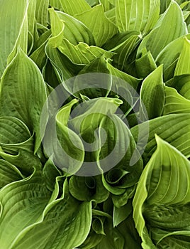 Large green hosta leaves as a background
