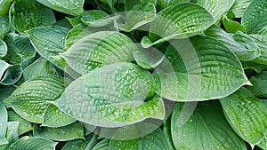 Large green hosta leaves covered with rain drops