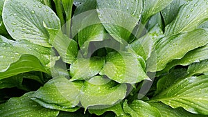 Large green hosta leaves covered with water drops