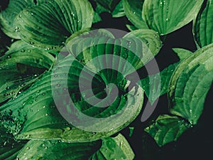 Large green hosta leaves with water droplets. Green plant background. Top view on abstract leaves