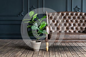 Large green houseplant in potted on wooden floor near sofa. Elegant living room interior in loft style with Brown couch