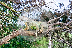The large green iguana, also known as the American iguana, is a lizard reptile, happy to crawl and lounge on tree branches