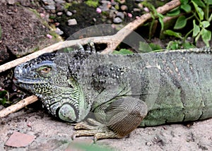 Large Green Iguana, Cape Town, South Africa