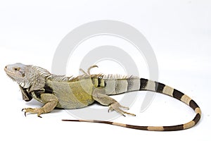 Large Green Iguana isolated on a white background