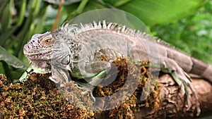 Large Green Iguana on a mossy branch