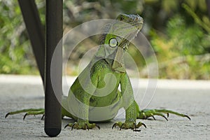 A large green Iguana almost posing in Key West, Florida.