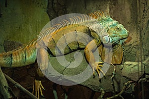 Large green iguana sitting on a stone. American lizard reptile iguana