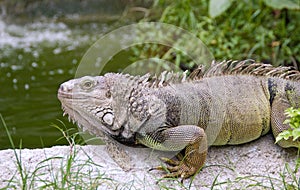 Large green iguana sunning itself on a rock