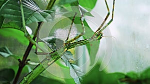 Large green Indonesian beetle the Phasmatoptera cyphocraniu gigas from the family of fowl sitting on the leaves