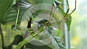 Large green Indonesian beetle the Phasmatoptera cyphocraniu gigas from the family of fowl sitting on the leaves