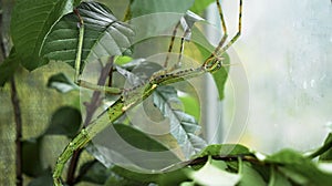 Large green Indonesian beetle the Phasmatoptera cyphocraniu gigas from the family of fowl sitting on the leaves