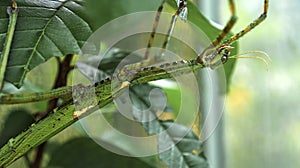 Large green Indonesian beetle the Phasmatoptera cyphocraniu gigas from the family of fowl sitting on the leaves photo